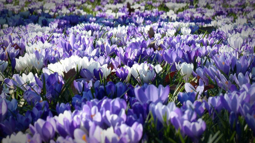 Spring Landscaping Design Tips