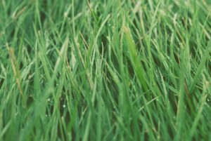 When Do You Spread Grass Seed in Maryland? 
