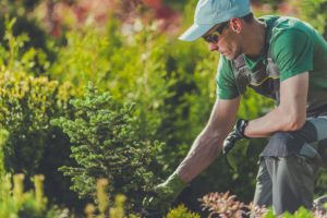 Why is Native Landscaping a Good investment?