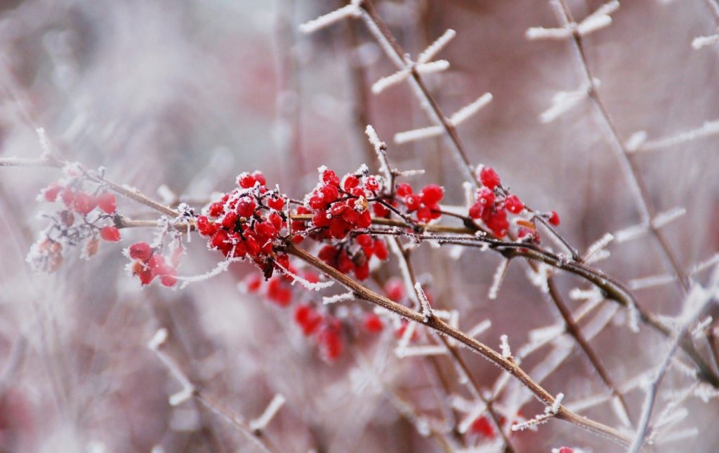 Winter berries covered in frost 