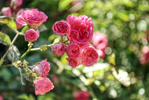 A grouping of climbing roses 