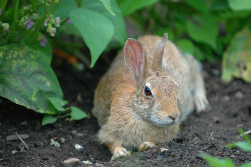 A rabbit in a garden