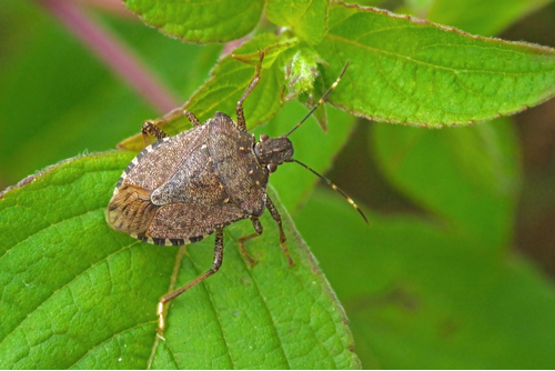 invasive species landscaping pests